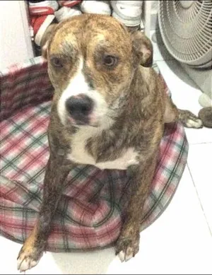Cachorro raça Pit-Bull idade 3 anos nome Tyler
