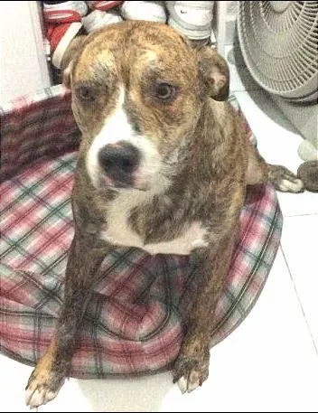 Cachorro ra a Pit-Bull idade 3 anos nome Tyler
