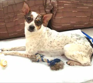 Cachorro raça SRD idade 2 anos nome Mafalda
