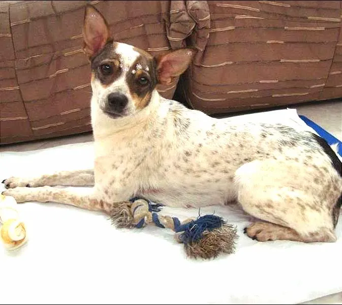 Cachorro ra a SRD idade 2 anos nome Mafalda