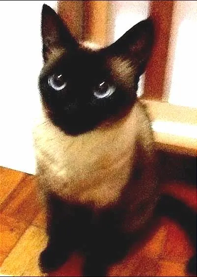 Gato ra a Siamês idade 4 anos nome Sagui
