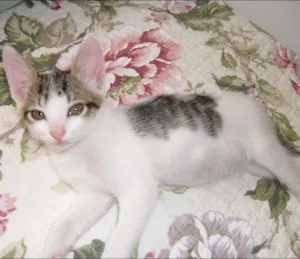 Gato raça sem raça idade 2 a 6 meses nome Branquinha