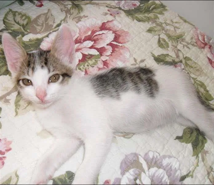 Gato ra a sem raça idade 2 a 6 meses nome Branquinha