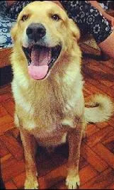 Cachorro raça Labrador / Golden idade 4 anos nome Marley