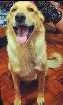 Cachorro raça Labrador / Golden idade 4 anos nome Marley