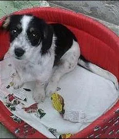 Cachorro ra a SRD idade 2 a 6 meses nome Malu