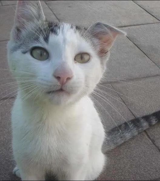 Gato ra a SRD idade Abaixo de 2 meses nome Kira