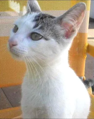 Gato raça SRD idade Abaixo de 2 meses nome Kira