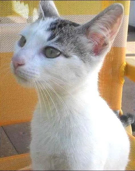 Gato ra a SRD idade Abaixo de 2 meses nome Kira