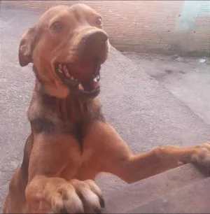 Cachorro raça vira-lata idade Abaixo de 2 meses nome tigrão