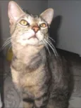 viuvo