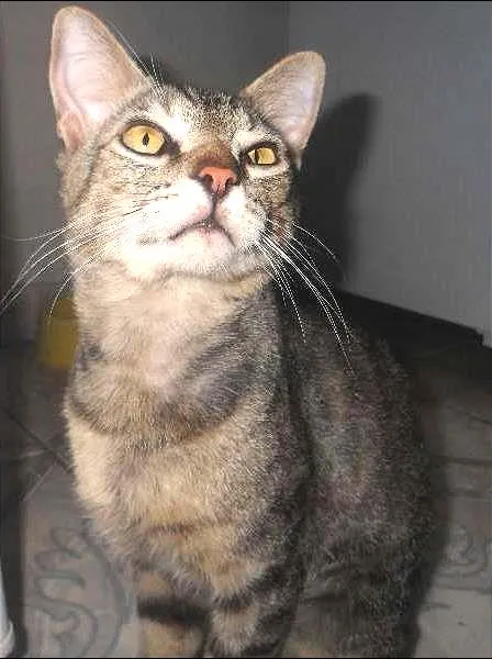 Gato ra a sem raça idade 3 anos nome viuvo