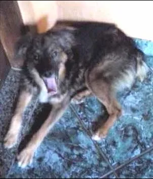 Cachorro ra a SRD idade 7 a 11 meses nome Rabito