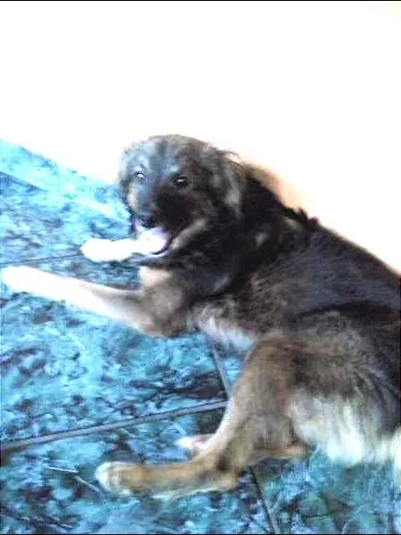 Cachorro ra a SRD idade 7 a 11 meses nome Rabito