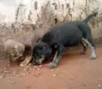 Lindos filhotes