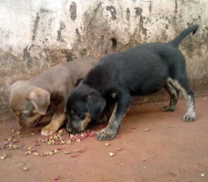 Cachorro ra a SRD idade  nome Lindos filhotes