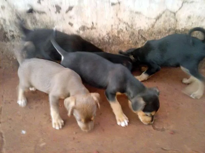 Cachorro ra a SRD idade  nome Lindos filhotes