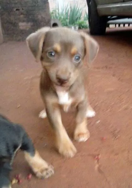 Cachorro ra a SRD idade  nome Lindos filhotes