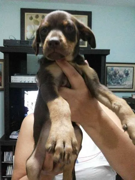 Cachorro raça SRD idade 2 a 6 meses nome Sem Nome