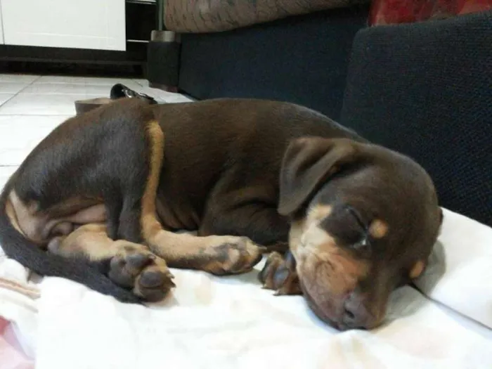 Cachorro raça SRD idade 2 a 6 meses nome Sem Nome