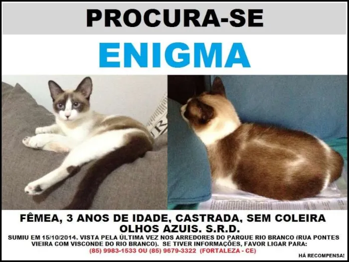 Gato ra a SRD idade 3 anos nome Enigma GRATIFICA