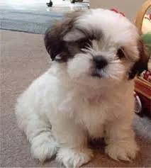Cachorro raça chitus idade Abaixo de 2 meses nome teddy