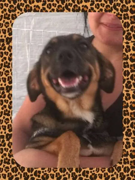 Cachorro ra a sem raça definida idade 7 a 11 meses nome Melissa