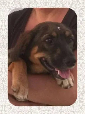 Cachorro raça sem raça definida idade 7 a 11 meses nome Melissa