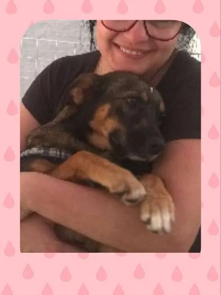 Cachorro ra a sem raça definida idade 7 a 11 meses nome Melissa