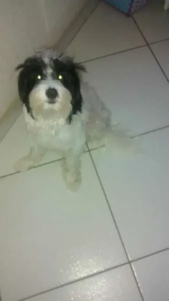 Cachorro ra a Lhasa Apso idade 1 ano nome bianca