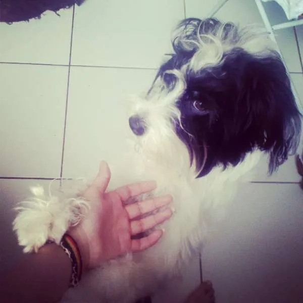 Cachorro ra a Lhasa Apso idade 1 ano nome bianca
