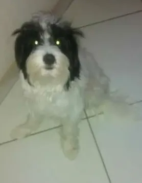 Cachorro raça Lhasa Apso idade 1 ano nome bianca