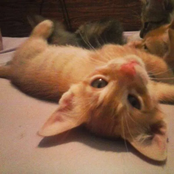 Gato ra a SRD idade 7 a 11 meses nome Gigi