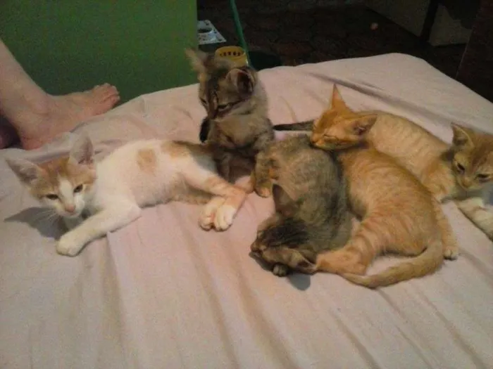 Gato ra a SRD idade 7 a 11 meses nome Gigi