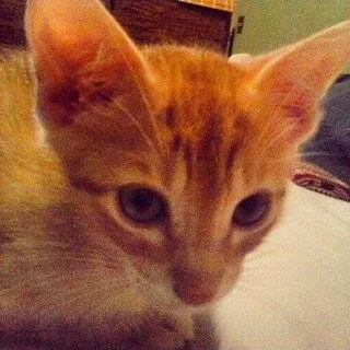 Gato ra a SRD idade 7 a 11 meses nome Gigi