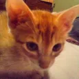 Gigi