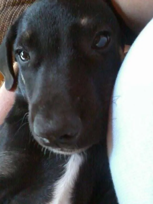 Cachorro ra a vira lata idade 2 a 6 meses nome loc