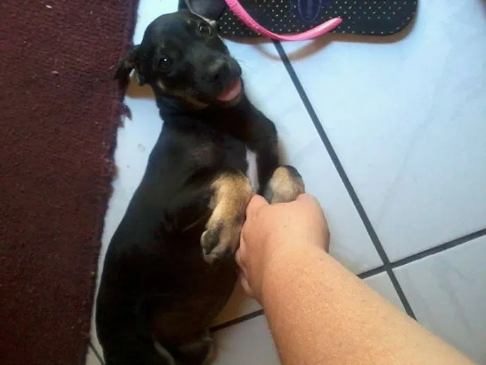 Cachorro ra a vira lata idade 2 a 6 meses nome loc
