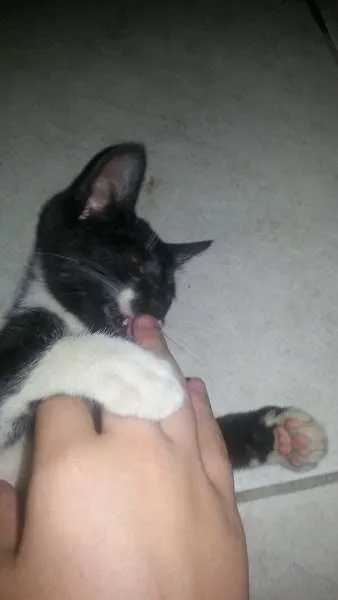 Gato ra a  idade 2 a 6 meses nome NICO E MOSQUITO