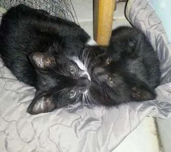 Gato ra a  idade 2 a 6 meses nome NICO E MOSQUITO