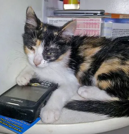 Gato ra a SRD idade 2 a 6 meses nome Akari