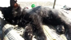Gato raça SRD idade 2 a 6 meses nome Hanna