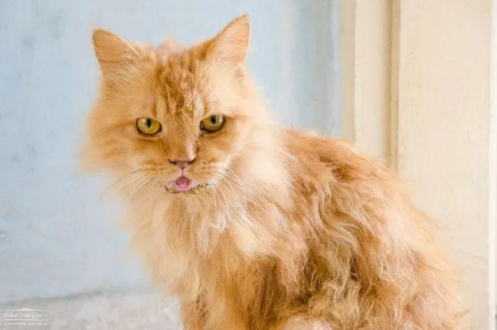 Gato ra a SRD idade 6 ou mais anos nome Eddy