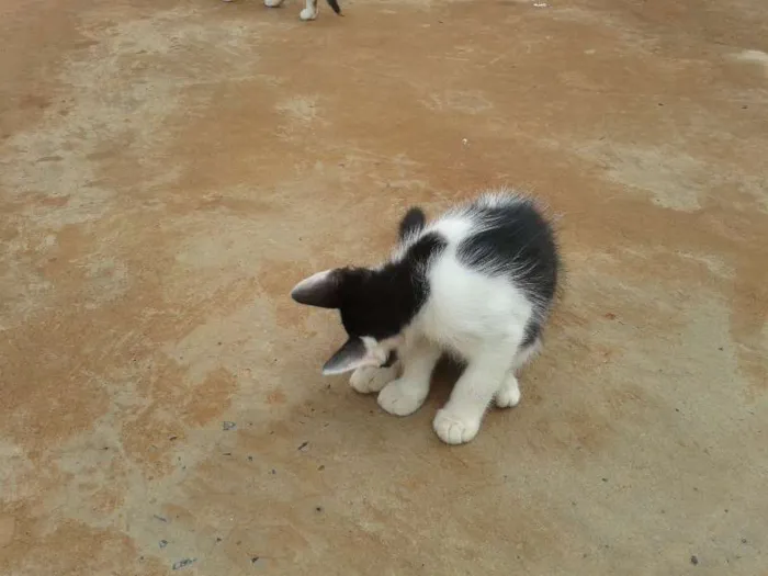 Gato ra a  idade 2 a 6 meses nome GATOS