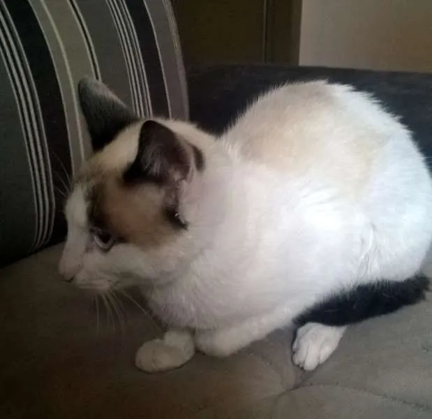 Gato ra a SRD idade 2 a 6 meses nome Vicky