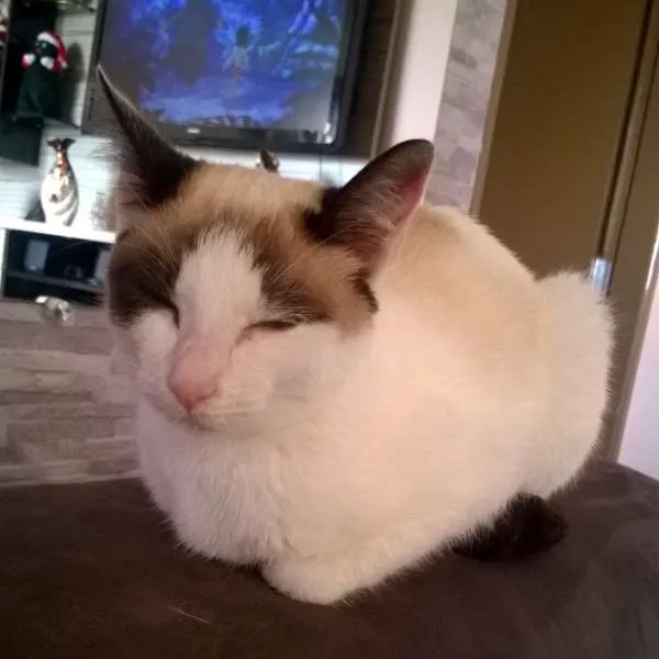 Gato ra a SRD idade 2 a 6 meses nome Vicky