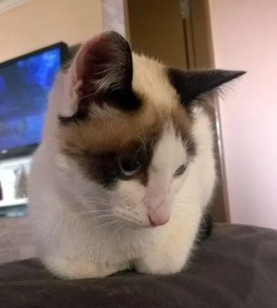 Gato ra a SRD idade 2 a 6 meses nome Vicky