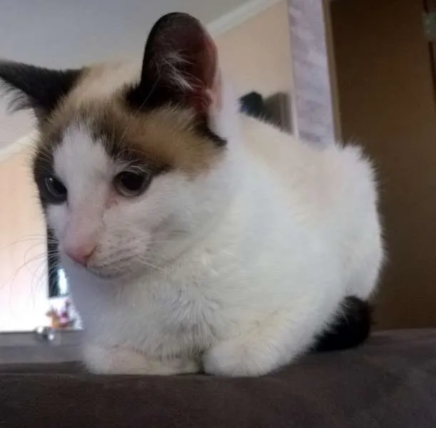 Gato ra a SRD idade 2 a 6 meses nome Vicky