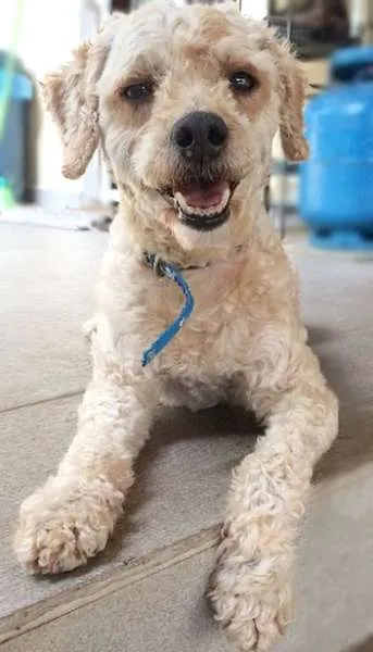 Cachorro ra a Poodle idade nome Bimo