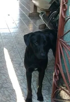 Cachorro ra a Labrador idade 7 a 11 meses nome Scoob